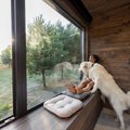 コロナ禍中の愛犬の…