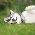 あなたの愛犬は幸せ…