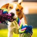 犬のロープのおもち…