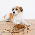 犬は炭水化物を消化…
