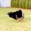 運動神経皆無な犬が…