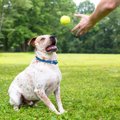 愛犬との『心の距離…