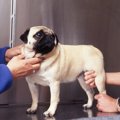 犬が『痙攣』する原…