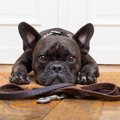 犬の観察力がすごい…
