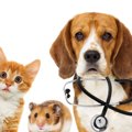 病院嫌いの愛犬も安…