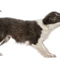 犬が飼い主に『しつ…