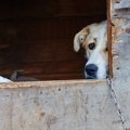 犬を外で飼うべきで…