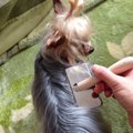 おすすめ犬のブラッ…
