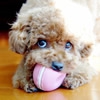 愛犬の噛みぐせは理…