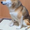 真顔の犬→『大好きな…