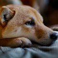 犬が衰弱していると…