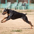 犬の筋トレ　トレー…