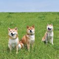 犬を多頭飼いする『…