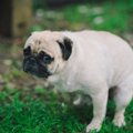 犬のオナラが異常に…