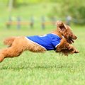 犬の「ミスカラー」…