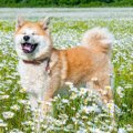 大型犬が見せる『か…