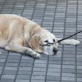 犬が『座り込んでし…