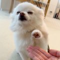 まるで静止画…？『超…