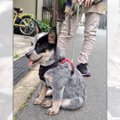 犬生何周目ですか？…