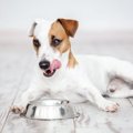 犬は好きなものだけ…