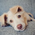 犬が『ダメ』を聞か…
