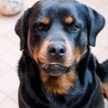 『執着心が強い犬』…