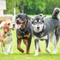 ワクチンで犬の自閉…