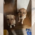 「お散歩行ってませ…
