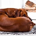 犬が構ってほしくな…