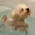 生まれつき眼球がな…
