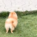 小型犬が突然吠えた…