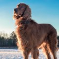 犬は犬種ごとに10の…