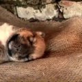 唯一生き残った子犬…