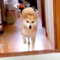 犬がお父さんと『1日…