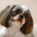 犬の眼球が飛び出し…
