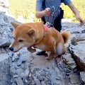 犬との登山で『岩壁…