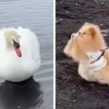 フレンドリーな犬が…