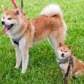 『秋田犬と柴犬の大…