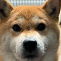 豆柴犬が『暴行の罪…