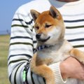 犬が『抱っこを嫌が…