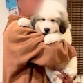 『超大型犬の子犬』…