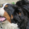 犬が強気になってい…