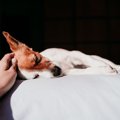 犬の『睡眠中』に飼…