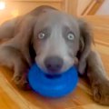 ドーナツ状のおもち…