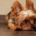 犬が『悲しい声』を…