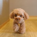 愛犬が『ずっとつい…