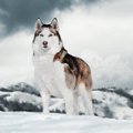 古代犬の骨片が語る…