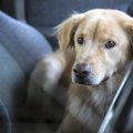 夏の車内に犬をお留…