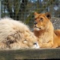 獣医師になるには？…