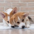 犬がトイレで眠る『5…